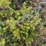 Empetrum nigrum Hoja