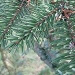 Picea engelmannii ഇല