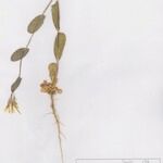 Conringia orientalis ശീലം