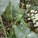 Pavetta owariensis 花