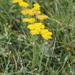 Achillea micrantha 花