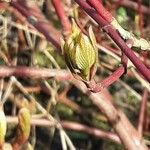 Cornus sericea Levél