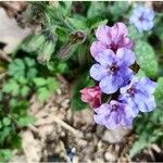 Pulmonaria officinalisFlower