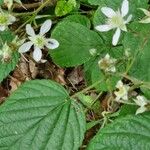 Rubus nigricans Blüte