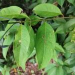 Syzygium ridleyi Лист