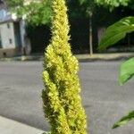 Amaranthus hybridus Flower