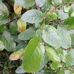 Piper tuberculatum Blad