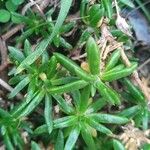 Spergularia rupicola Leaf