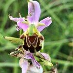 Ophrys apiferaFleur