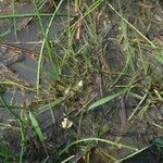 Utricularia raynalii Habit