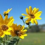 Helianthus tuberosusBlomma