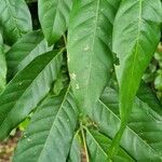 Guarea guidonia Leaf