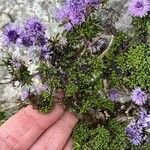 Globularia repens পাতা