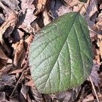 Rubus macrophyllus Blad