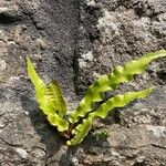 Asplenium scolopendriumLeaf