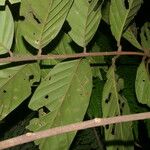 Guarea macrophylla Leaf