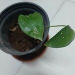 Anthurium andraeanum 葉