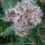 Eupatorium cannabinumФрукт