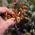 Cotyledon orbiculataFlower