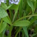 Valeriana locusta Hoja