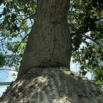 Ceiba chodatii Bark