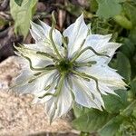 Nigella sativa Flower