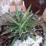 Agave toumeyana Liść