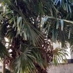 Trachycarpus fortunei Συνήθη χαρακτηριστικά