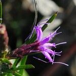 Liatris cylindracea Květ