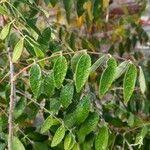 Wisteria frutescens Fulla