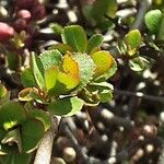 Chaenomeles × superba Leaf