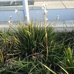 Sagittaria lancifolia Blad