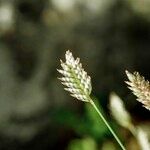 Oreochloa disticha Flower