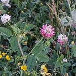 Trifolium hybridum অভ্যাস