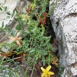 Hypericum triquetrifolium Cvet