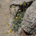 Erigeron compositus Hábito