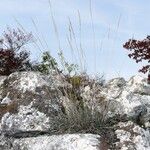 Festuca pallens Hoja