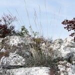 Festuca pallens Blad