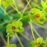 Euphorbia biumbellata Fleur