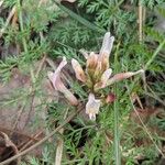 Astragalus monspessulanus Çiçek