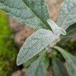 Buddleja globosa Blad