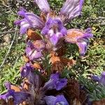 Phelipanche arenaria Květ