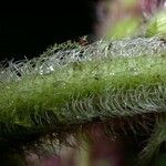 Miconia longicoma Rhisgl