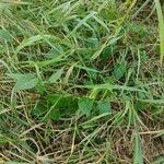 Fallopia convolvulus Habit