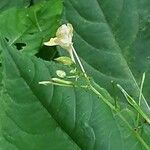 Impatiens parviflora Cvet