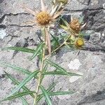 Carlina salicifolia Прочее