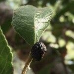 Ozoroa sphaerocarpa Meyve