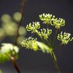 Chaerophyllum temulum Other