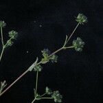 Bupleurum gracillimum Habitus