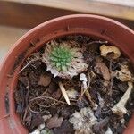 SempervivumFuelha